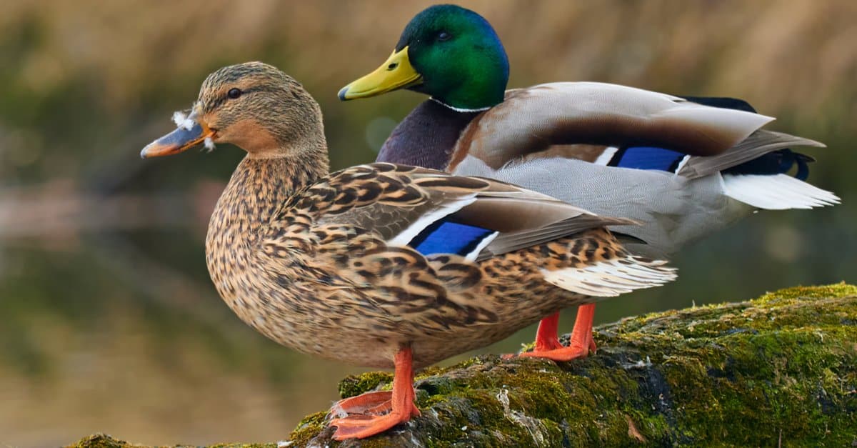 Mallard Duck